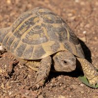 Vignette TORTUE DE HERMANN