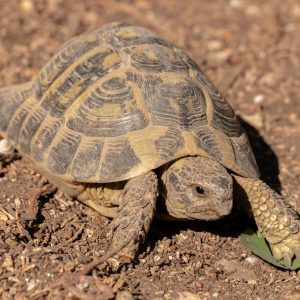 vignette TORTUE DE HERMANN