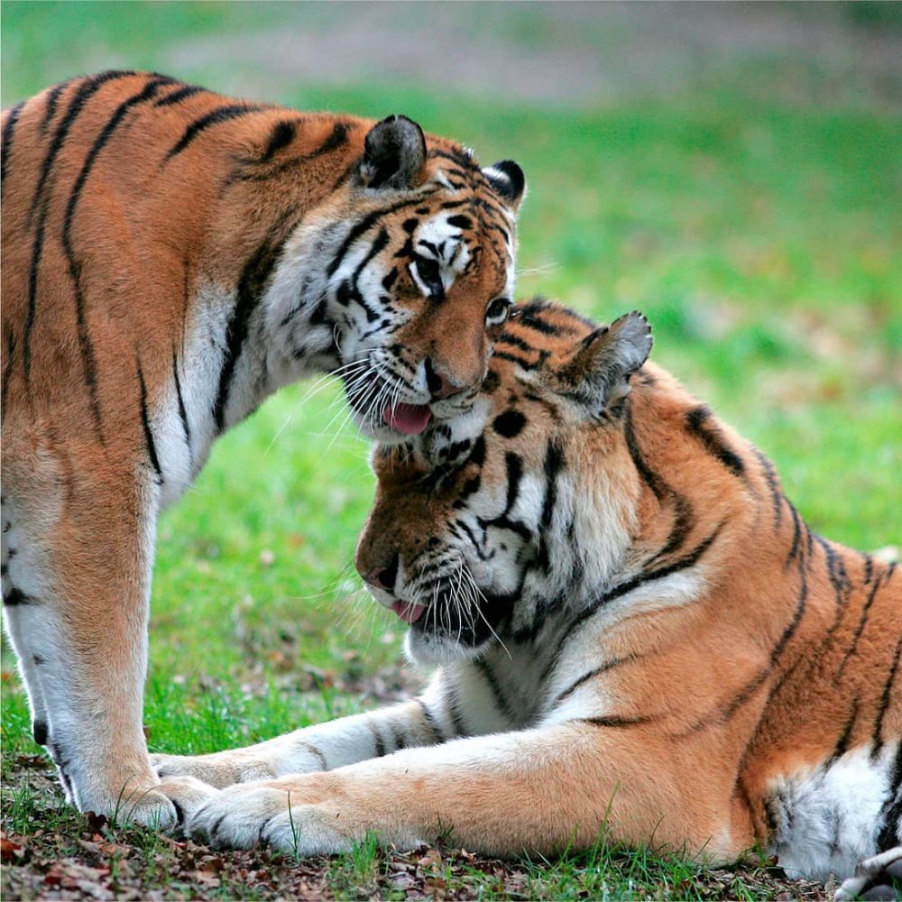 Vignette Journée mondiale de la vie sauvage : nos actions de conservation et de recherche !