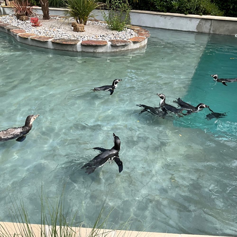 Vignette Humboldt penguin