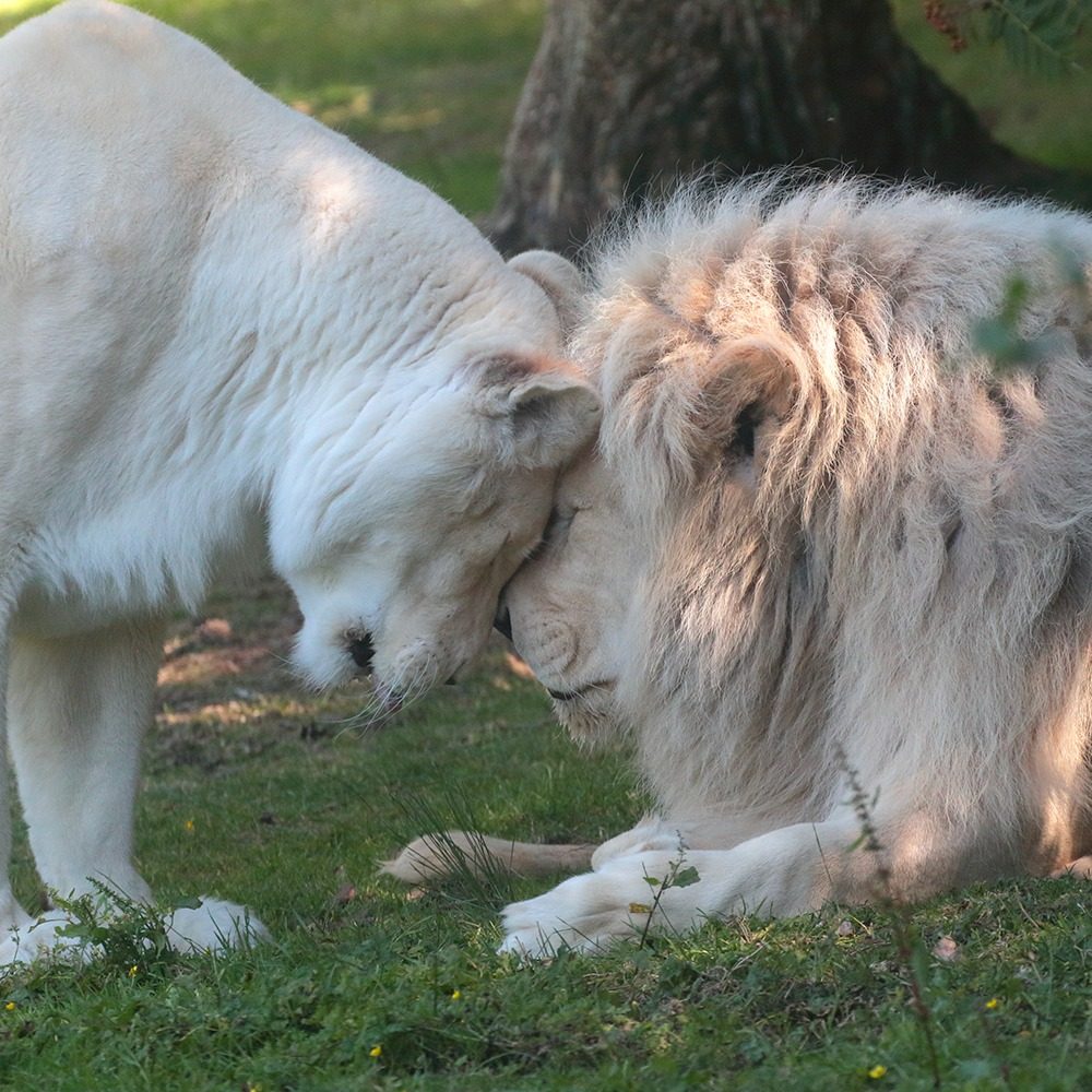 Vignette Lion
