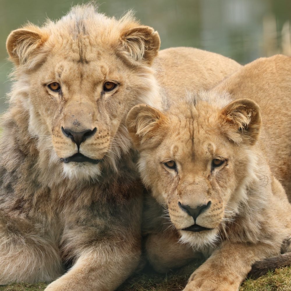 Vignette Lions d&rsquo;Angola