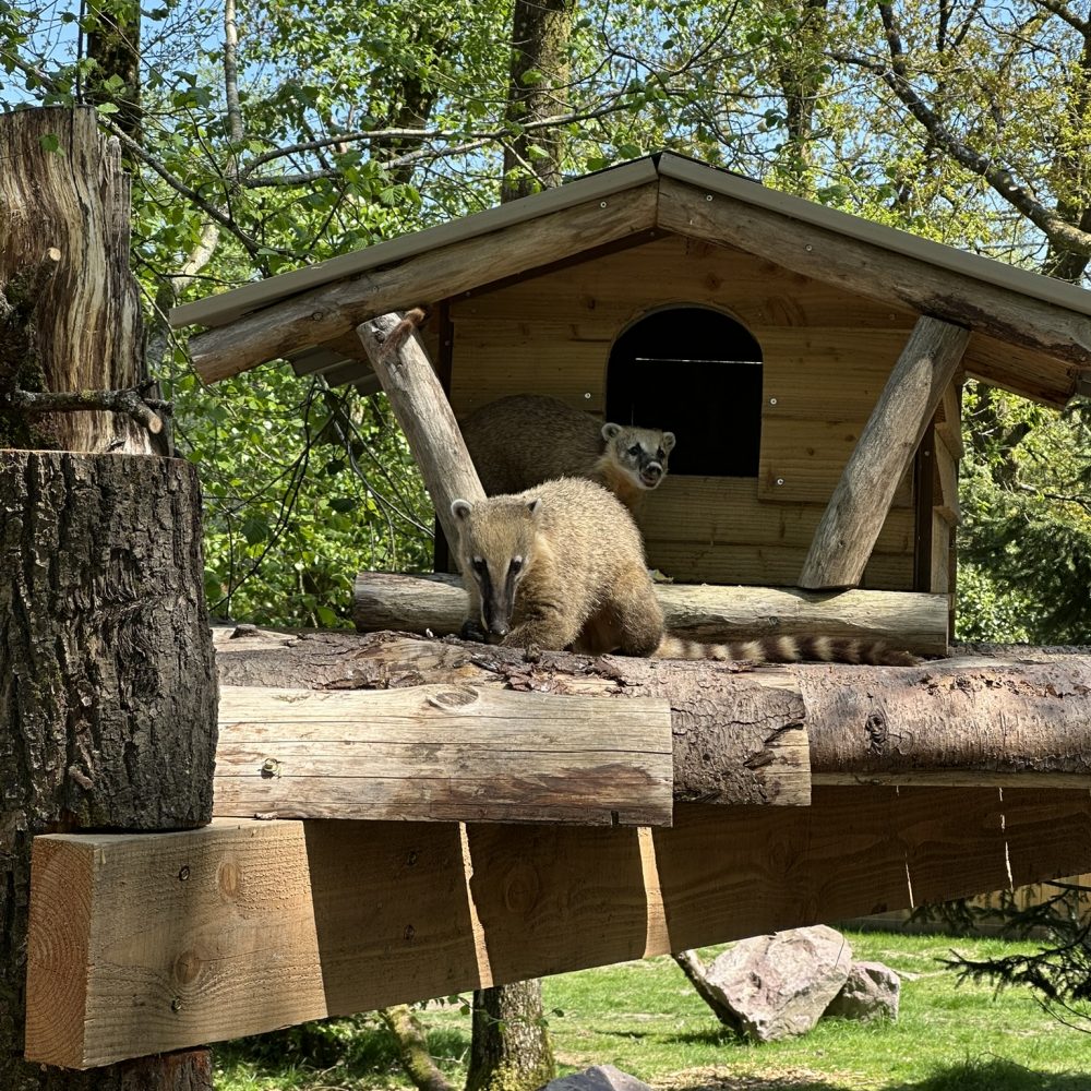 Vignette đŸ NouveautĂ© 2025 au Zoo de Jurques : des coatis en cohabitation inĂ©dite avec des chiens des buissons !
