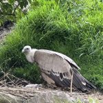 Une naissance exceptionnelle au Zoo de Jurques : un espoir pour la conservation du vautour fauve