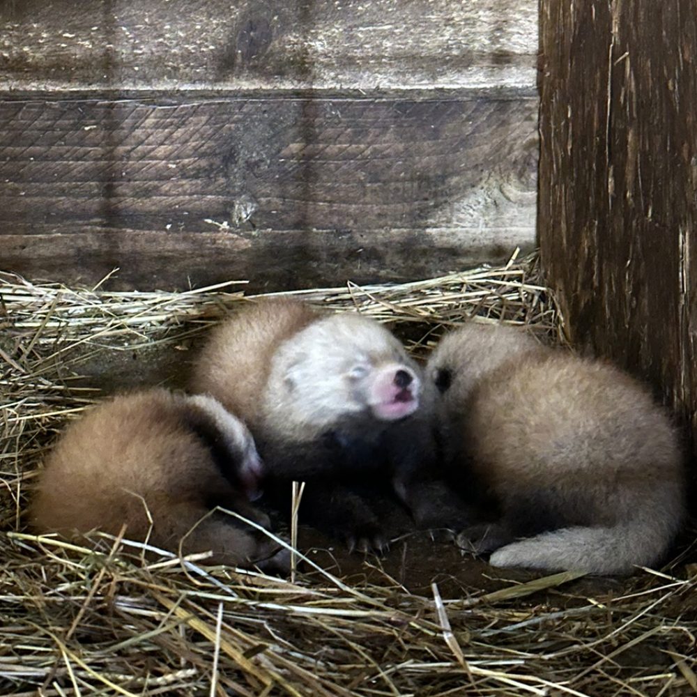Vignette đŸ Naissance exceptionnelle de trois pandas roux au Zoo de Jurques !