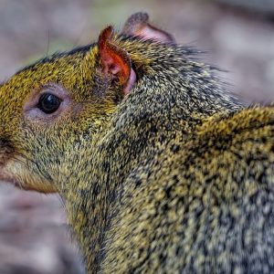 vignette Agouti d’azara
