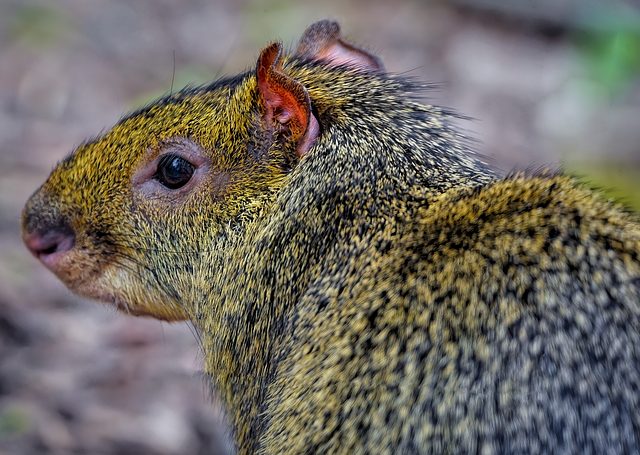 Agouti d’azara - Mode de vie et alimentation
