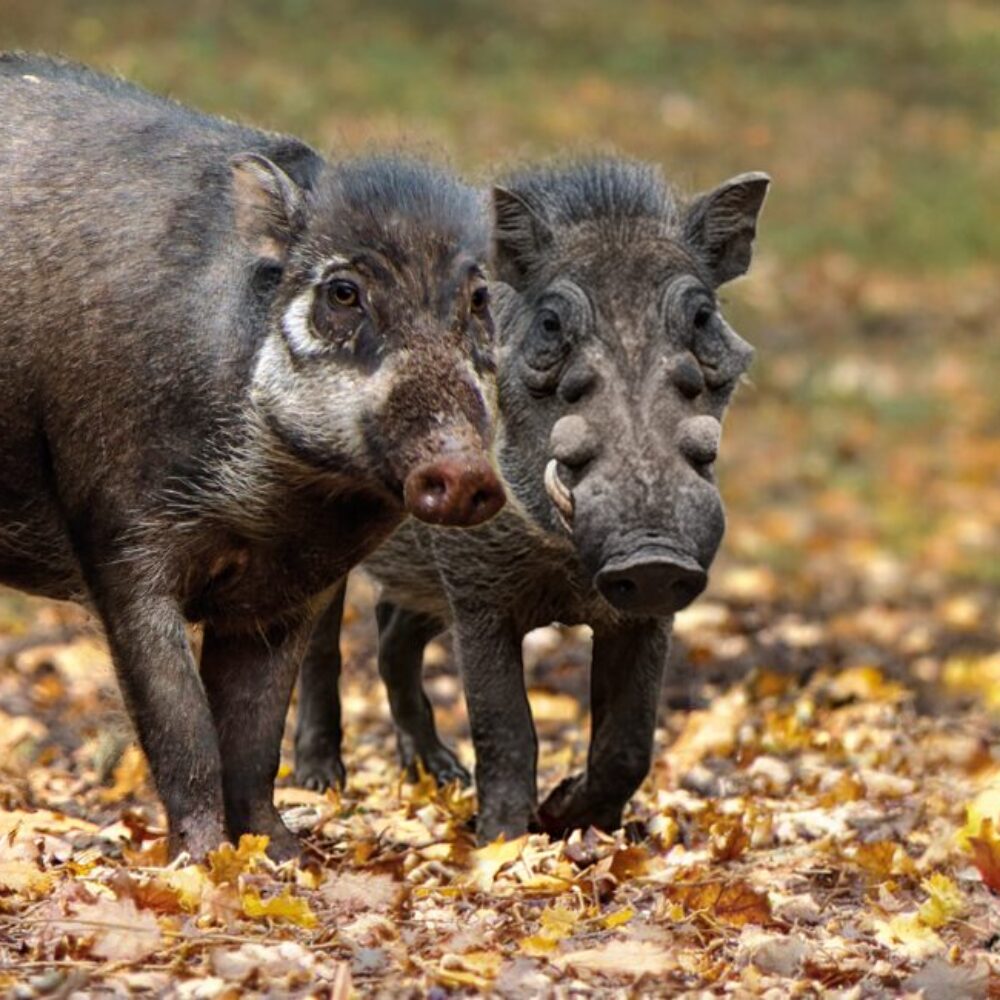 Vignette Le Sanglier des Visayas