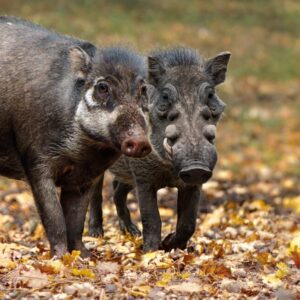 vignette Le Sanglier des Visayas