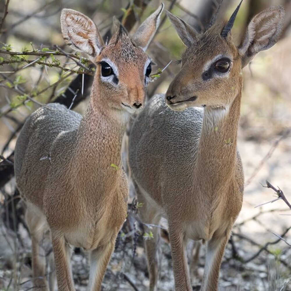 Vignette Le Dik-dik de Kirk