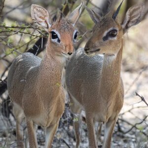 vignette Le Dik-dik de Kirk
