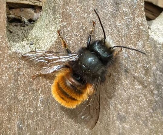 Gros plan sur une abeille sauvage Zoo de Jurques.