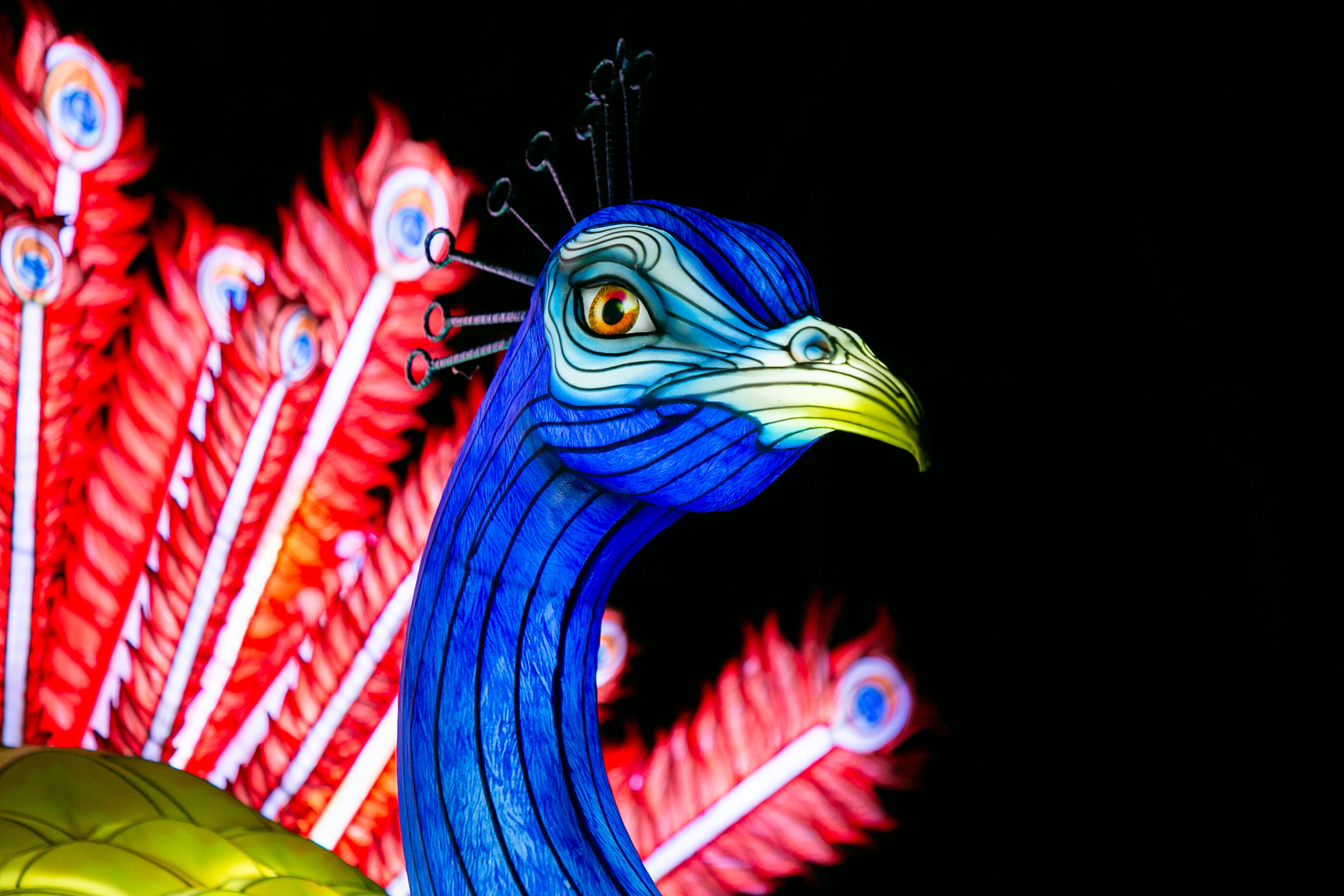Jungle de Lumières 2026 Paon