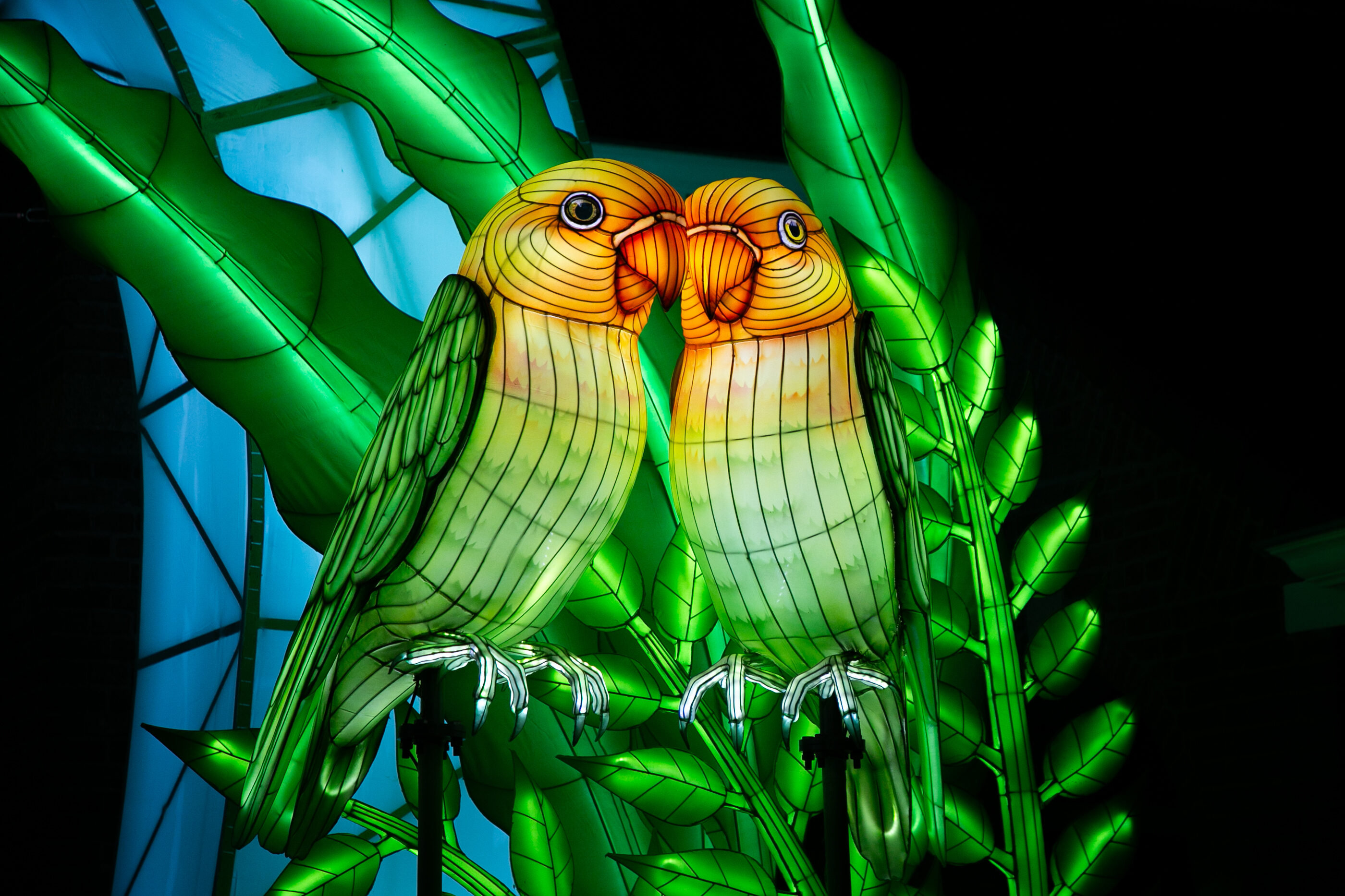 Jungle de lumières 2026, inséparables