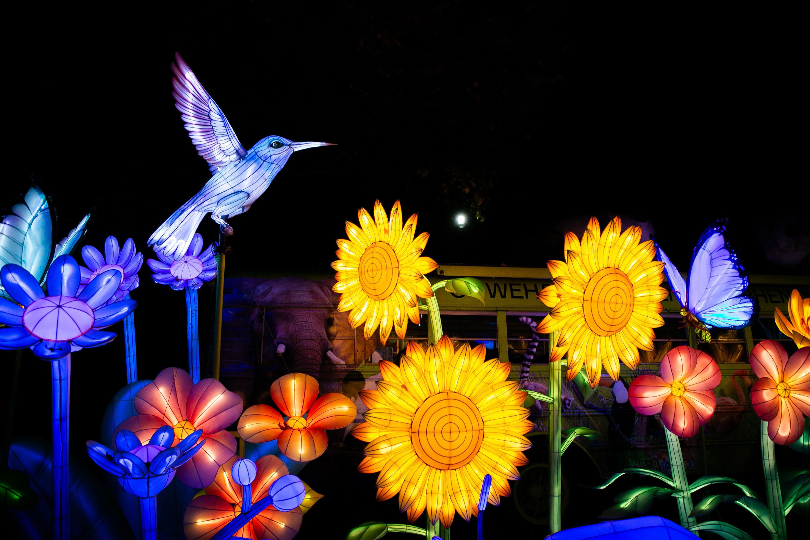 Jungle de lumières 2026 Colibri