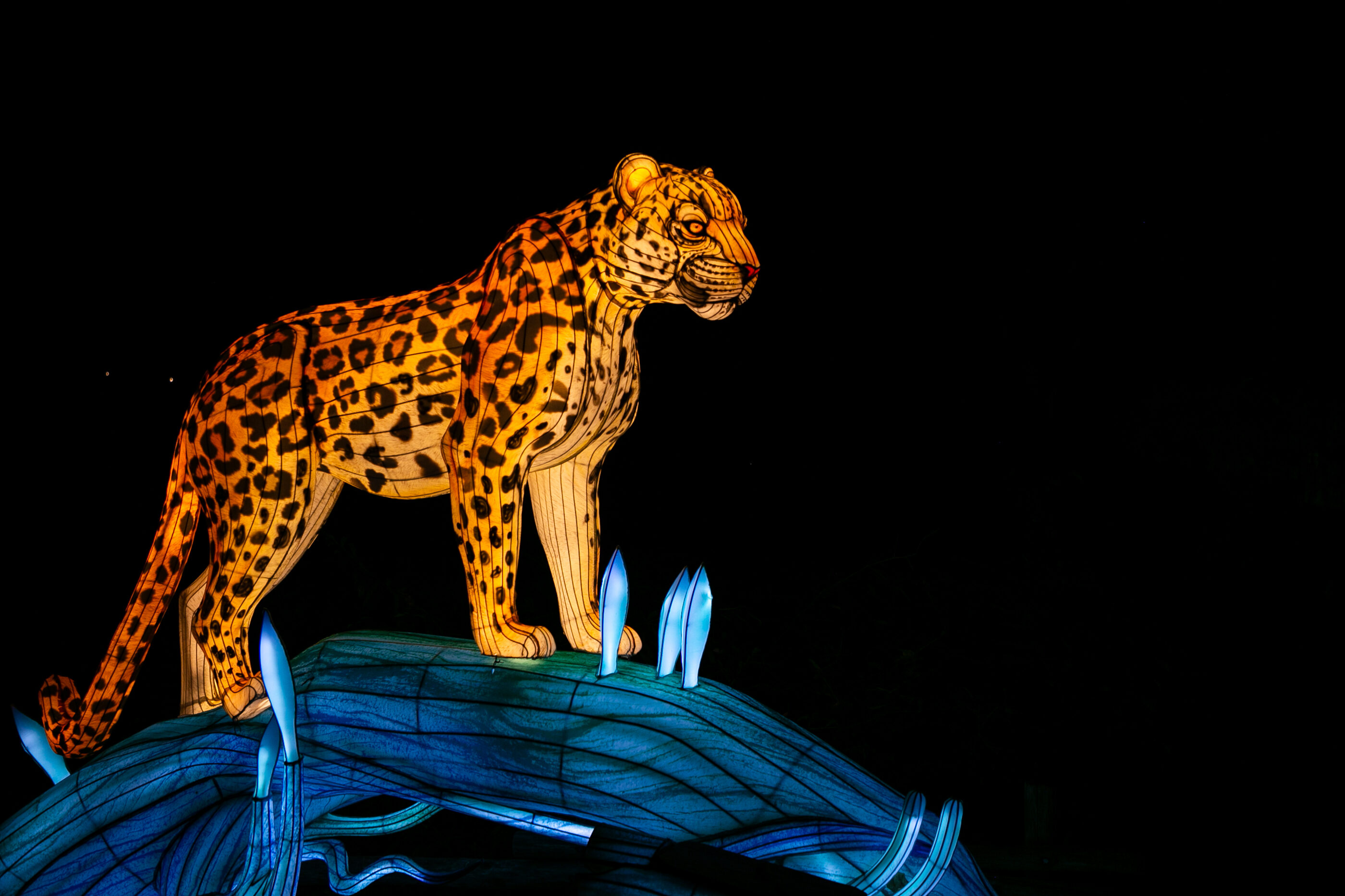Jungle de lumières 2026 Panthère