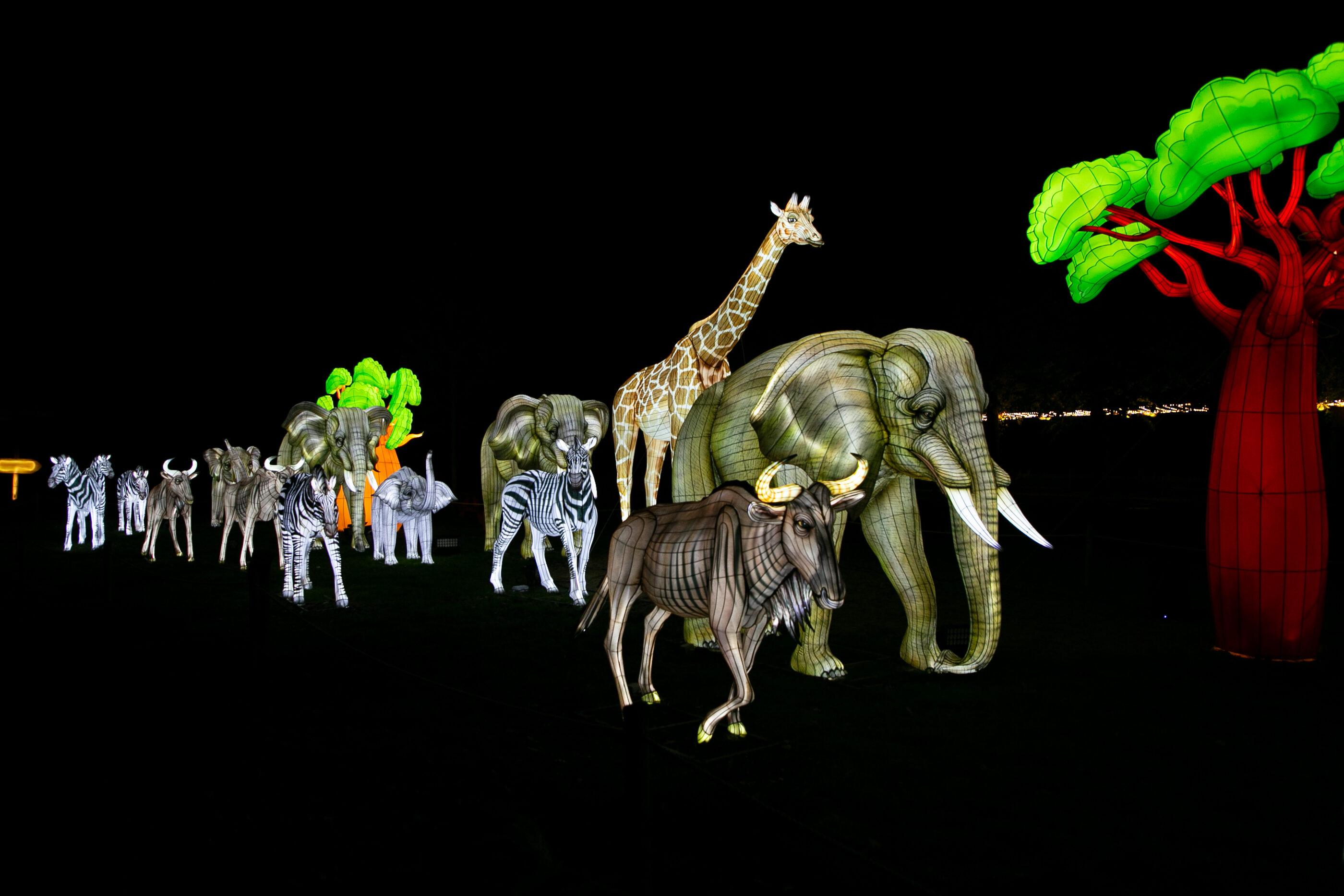 Jungle de Lumières 2026 savane africaine